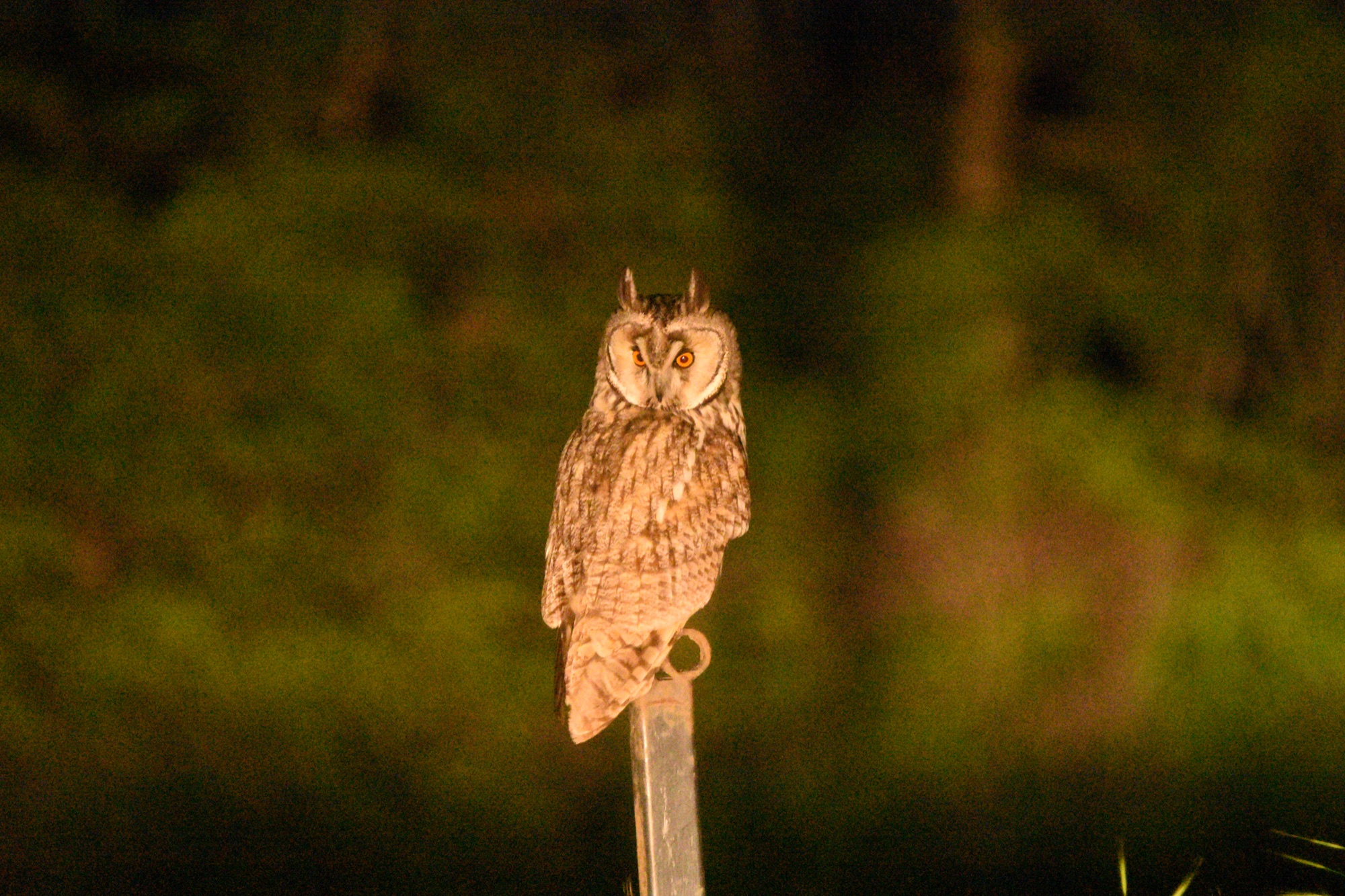 Long-eared owl recorded during a WRC night survey