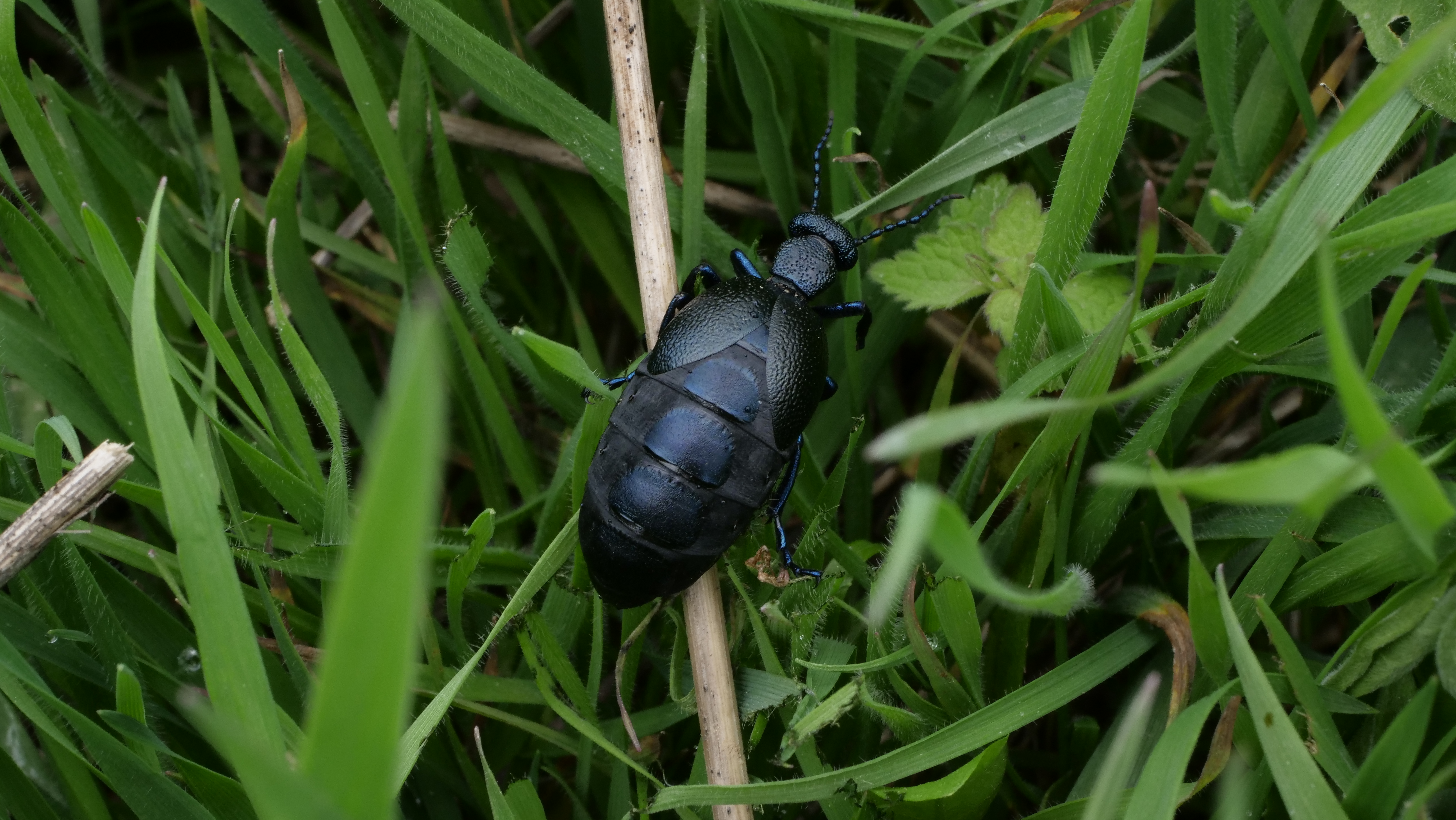 Ecological monitoring field scene
